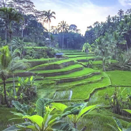 Antar Jemput Bandara Ngurah Rai (DPS) Denpasar ke Tegalalang, Carter Mobil Bali